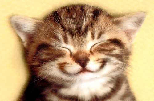 Smiling Kitten